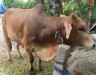 Dashi cow